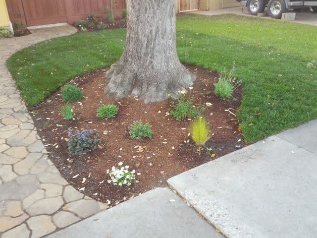 Transformative Front Yard Landscaping