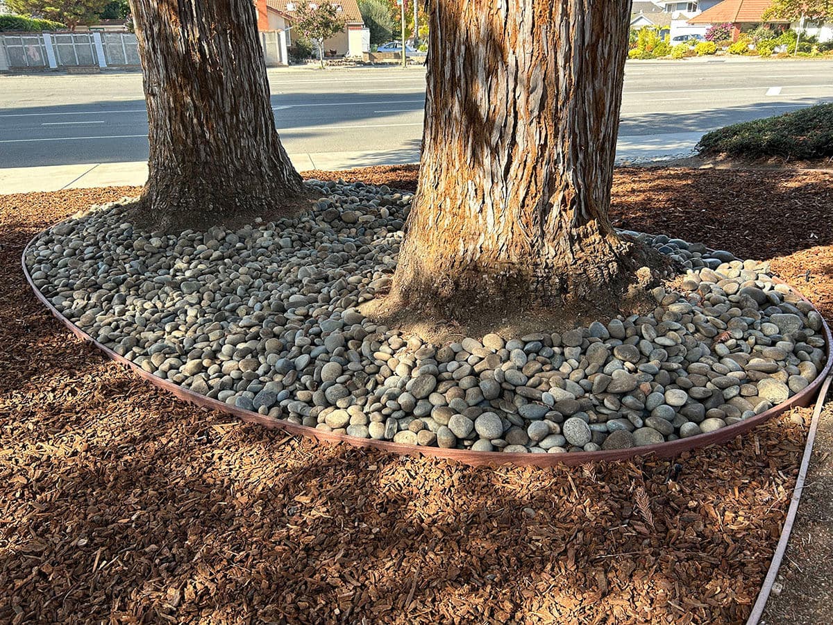 Project Revitalized Commercial Landscaping in San Jose image