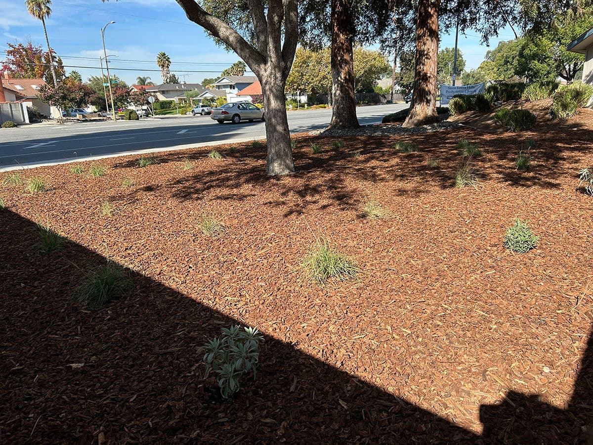 Revitalized Commercial Landscaping in San Jose