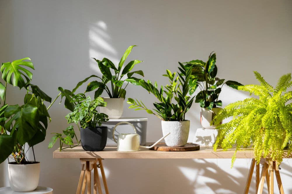 Featured post - What Are Native Plants?