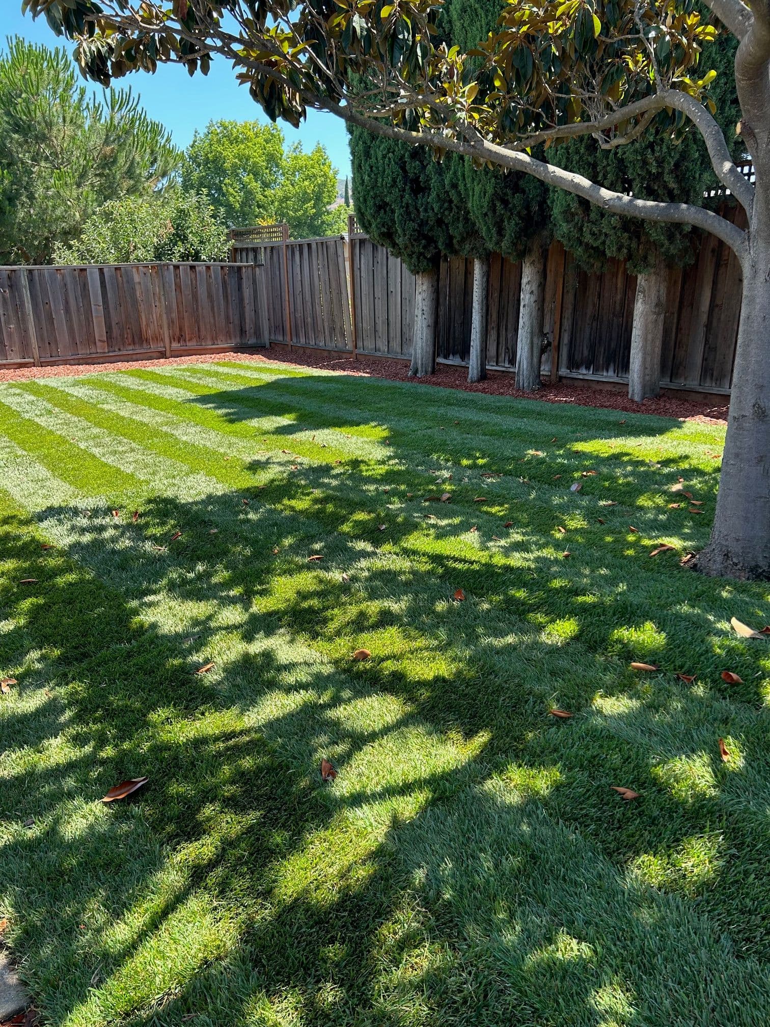 Transparent Lawn Revitalization in Santa Clara image