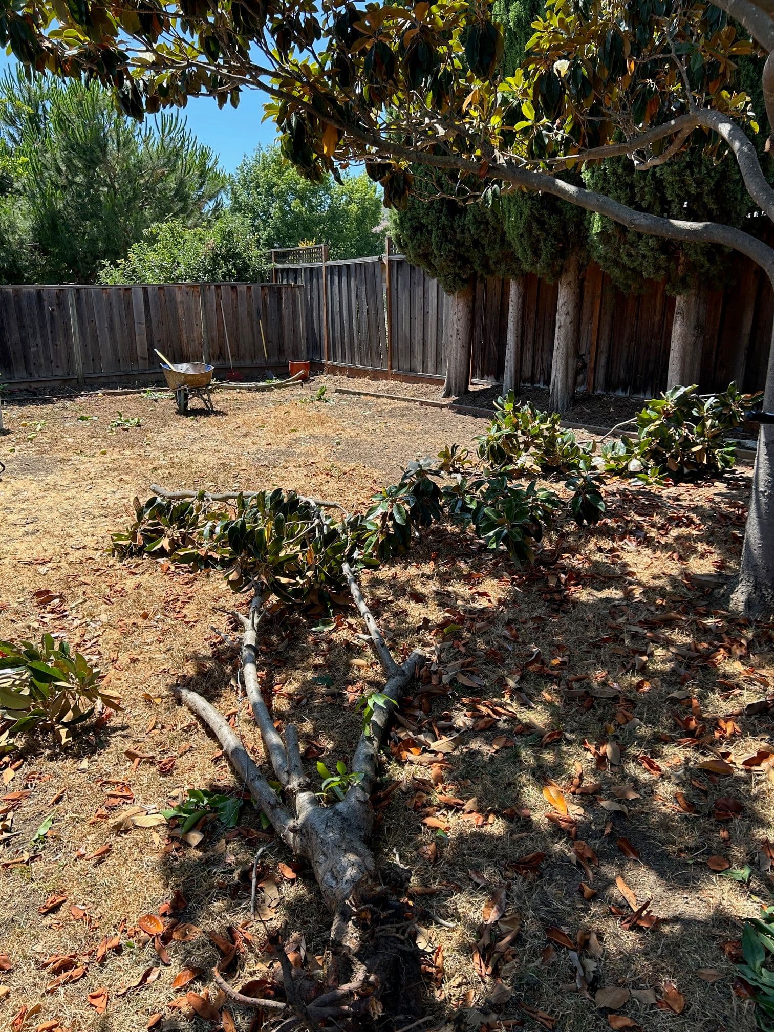 Gallery photos for Transparent Lawn Revitalization in Santa Clara: Image #2