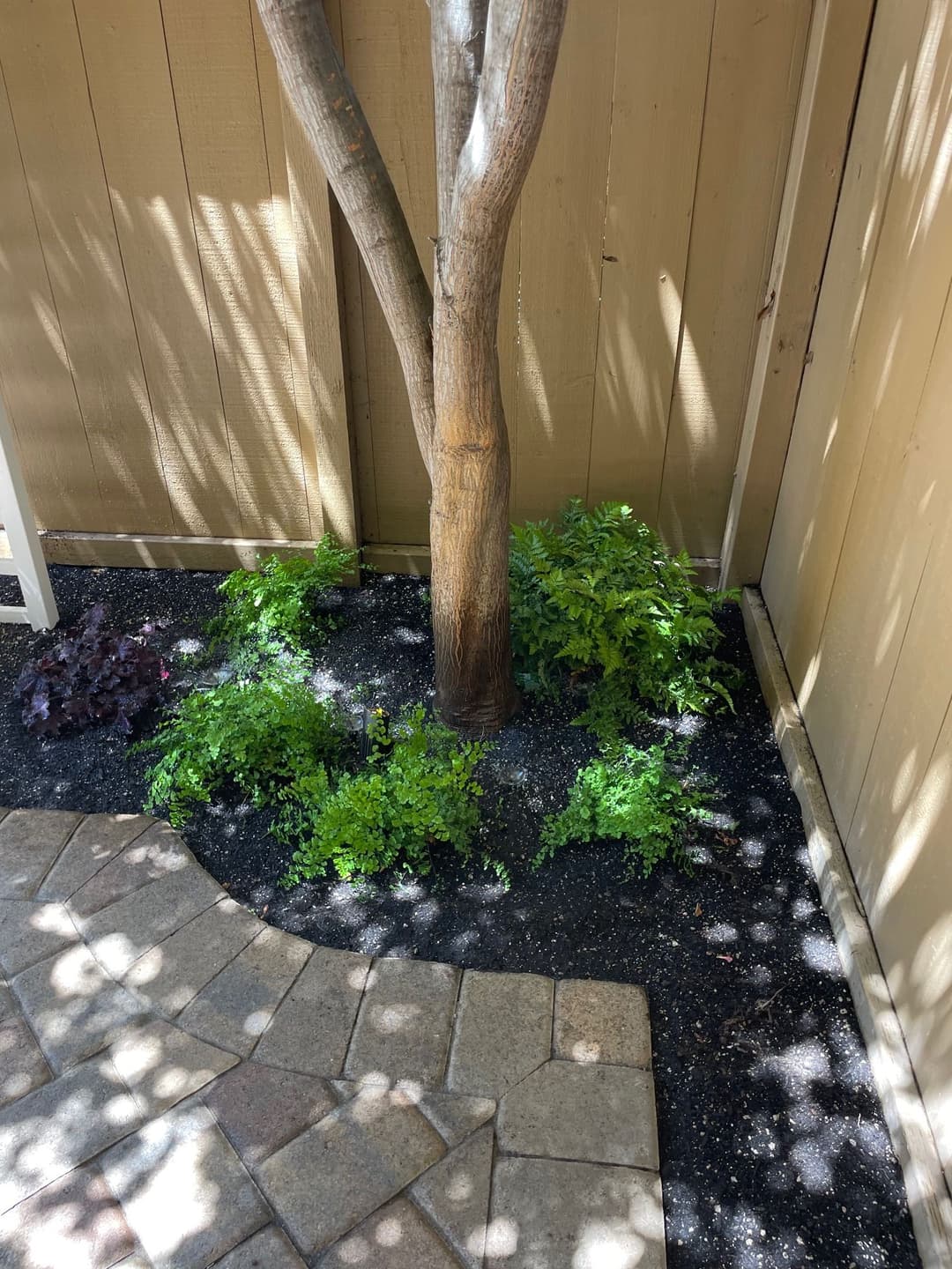 Garden area featuring a tree with green plants and stone pathway in sunny outdoor setting.