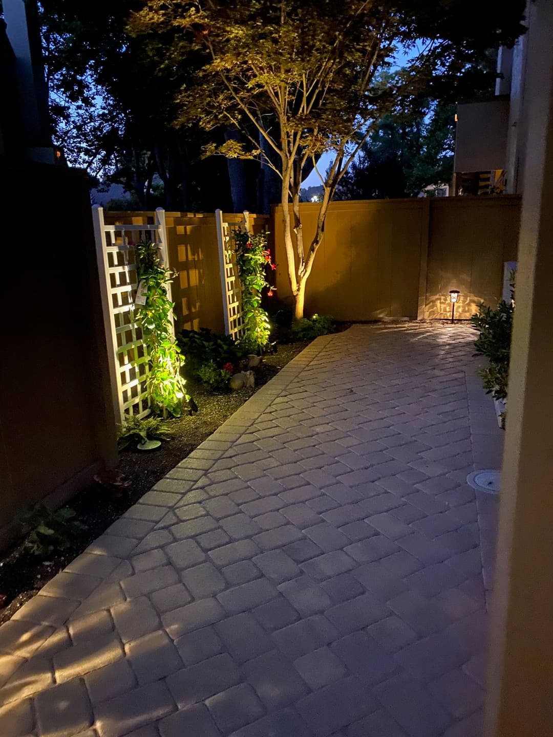 Pathway lined with illuminated plants and trees in a peaceful garden at night.