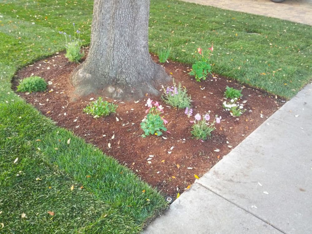 Flower bed around a tree with colorful blooms and fresh mulch on a well-maintained lawn.
