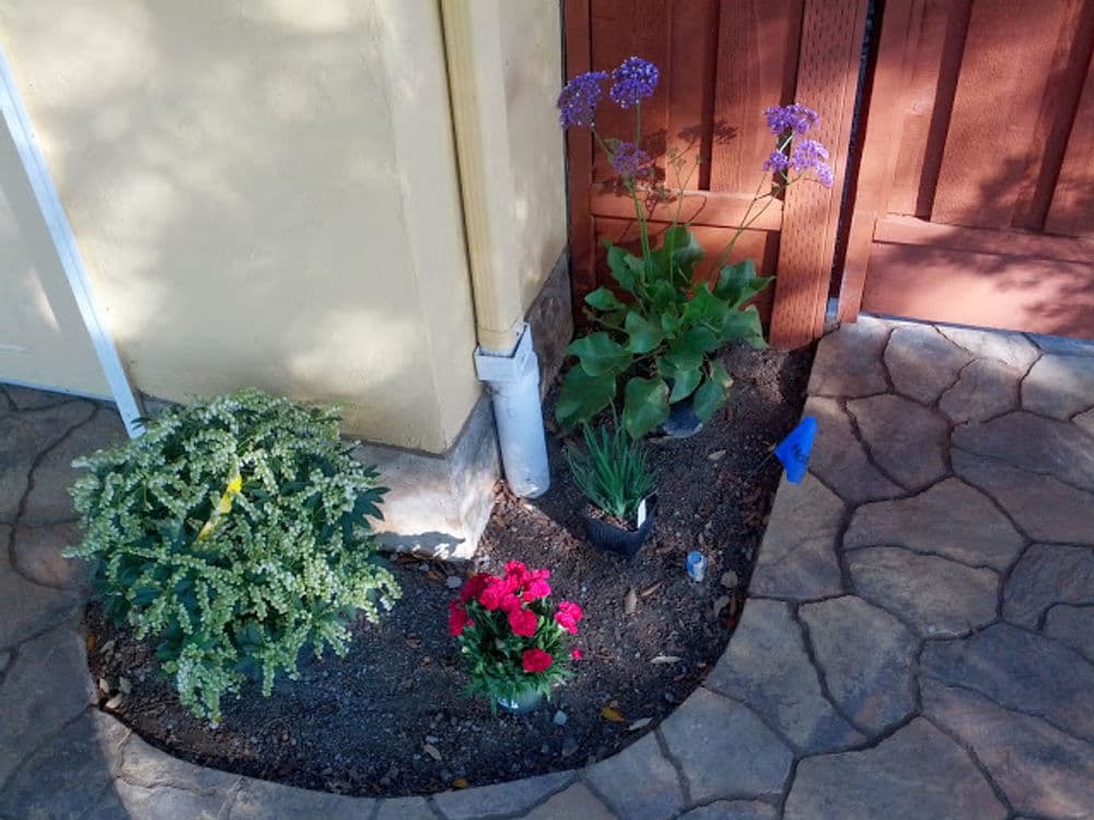 Colorful garden corner with purple flowers, green plants, and a stone pathway by a wooden fence.