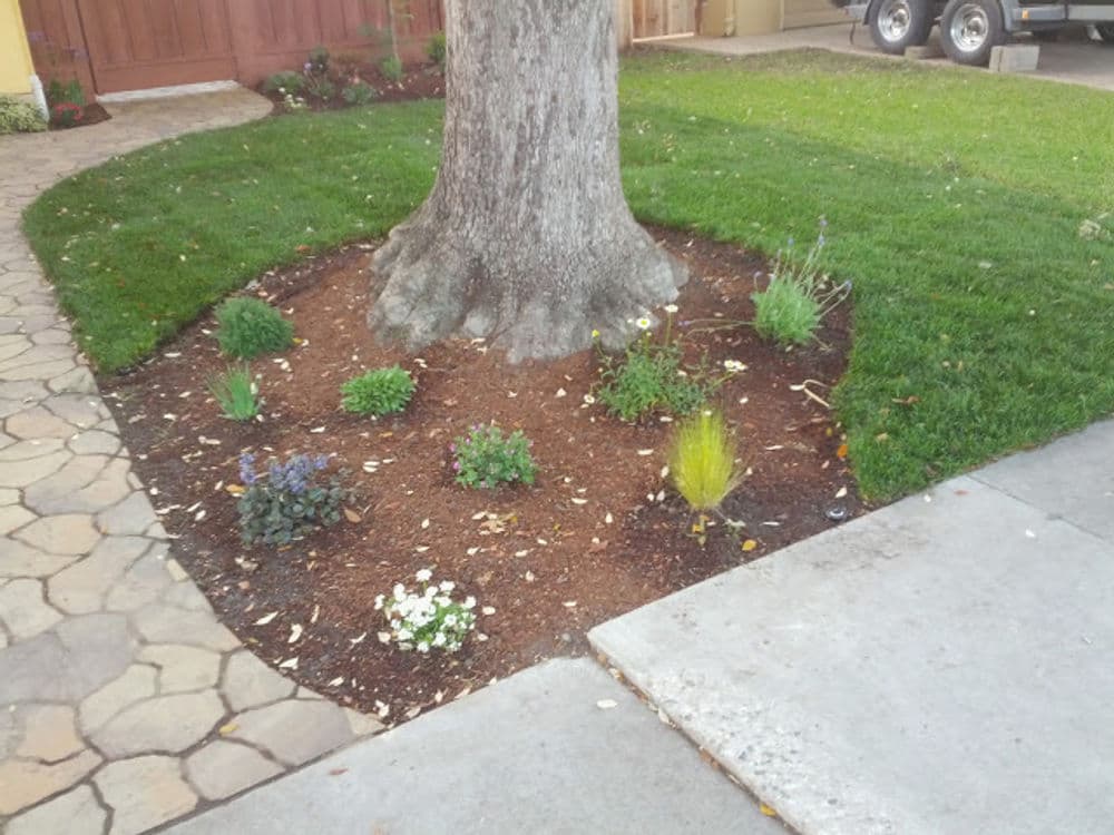Flower bed around a tree with various plants and fresh mulch in a landscaped yard.