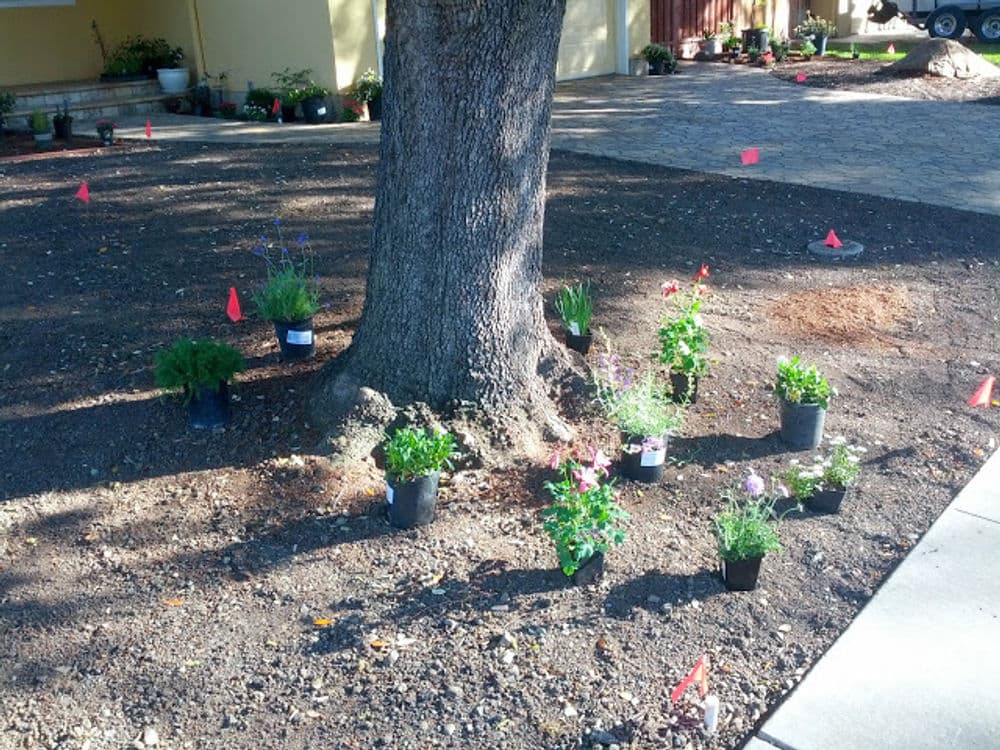 Flower pots arranged around a tree in a backyard, marked with flags for planting.