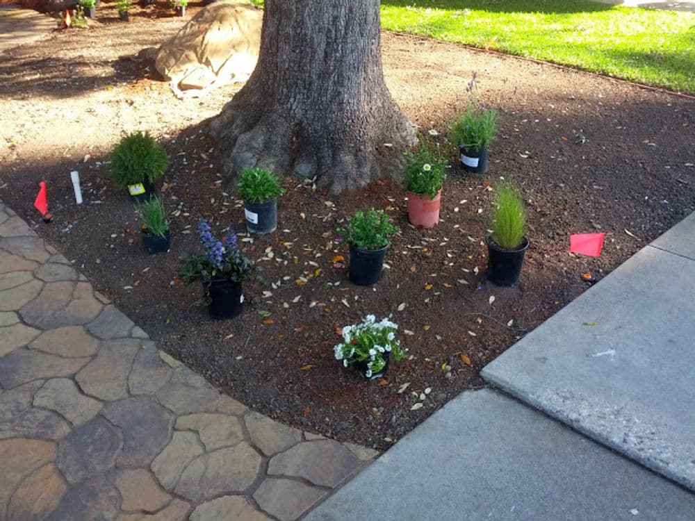 Colorful potted plants arranged around a tree in a landscaped garden area.
