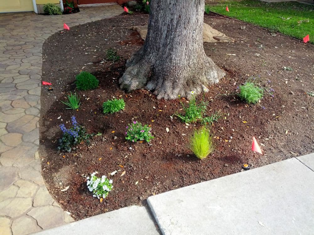 Flower bed with various plants and small flags around a tree in a landscaped yard.