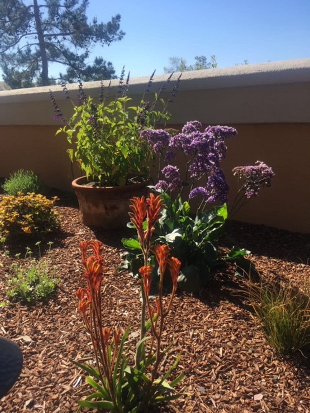 Colorful garden with vibrant flowers, green plants, and mulch in sunny outdoor setting.