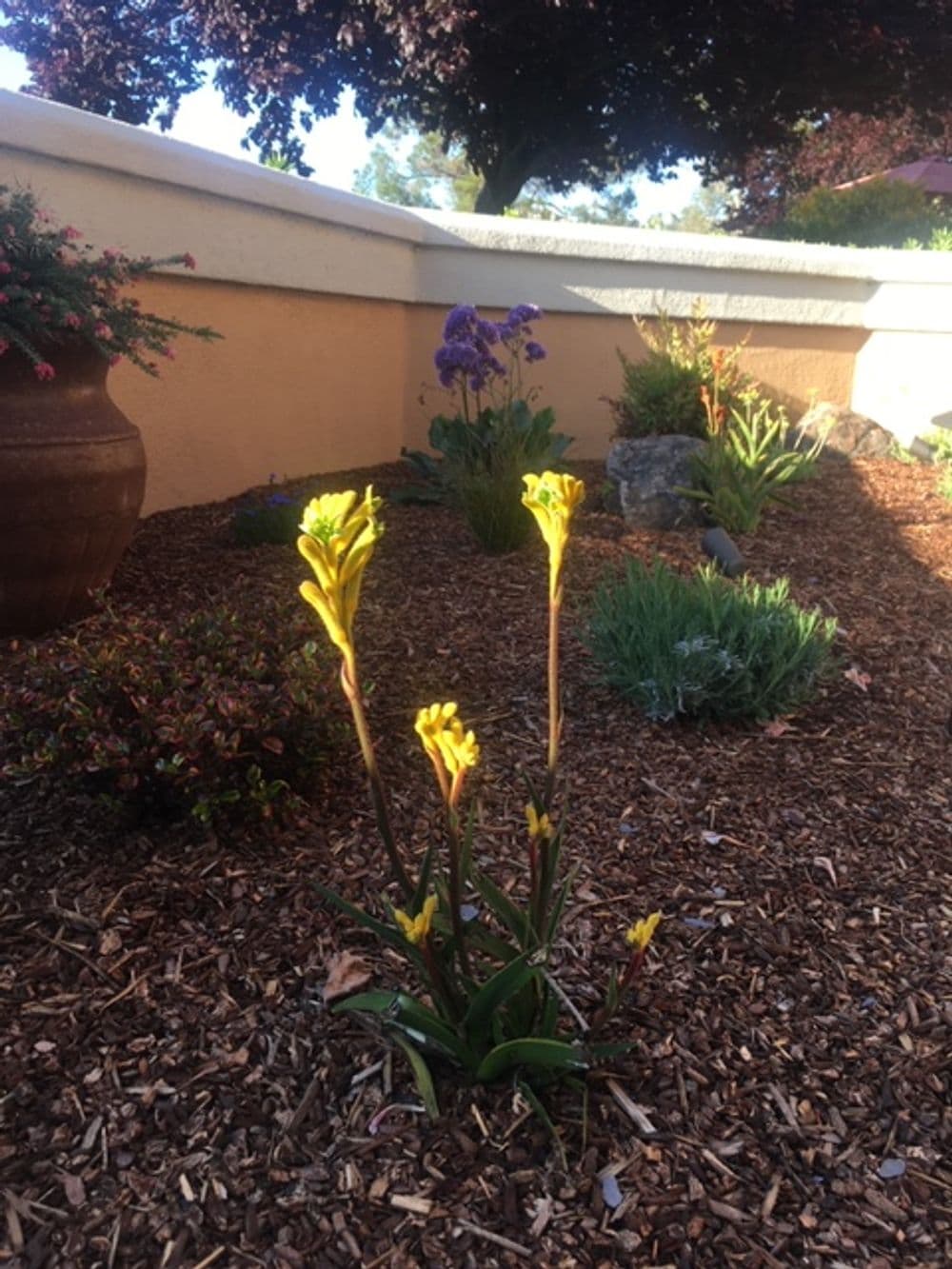 Yellow flowers blooming in a garden bed with mulch and colorful plants in the background.