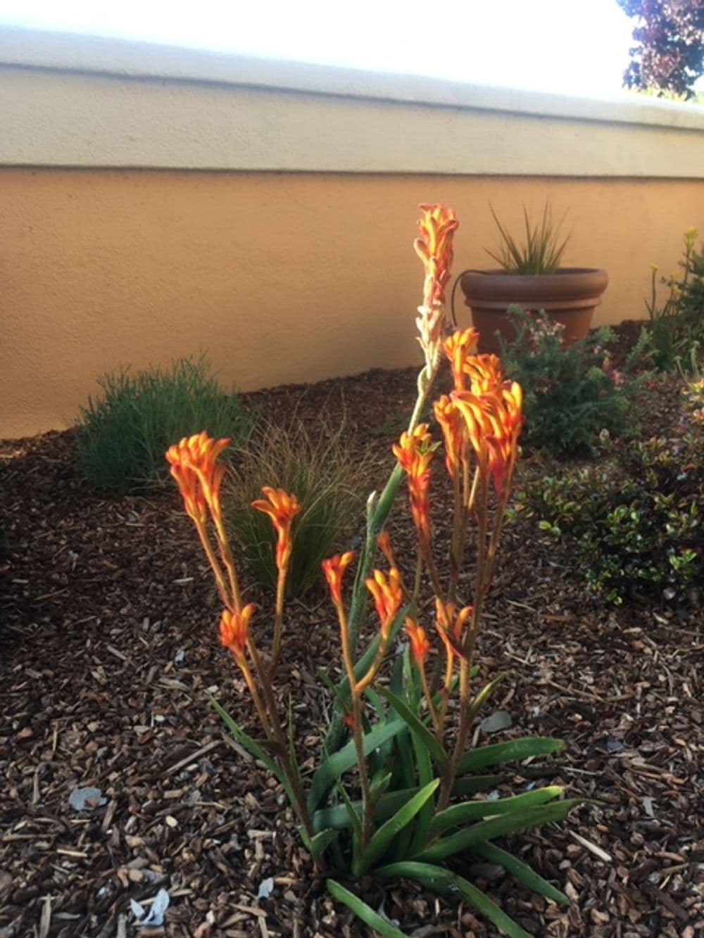 Vibrant orange kangaroo paw flowers in a garden setting with mulch and plants.