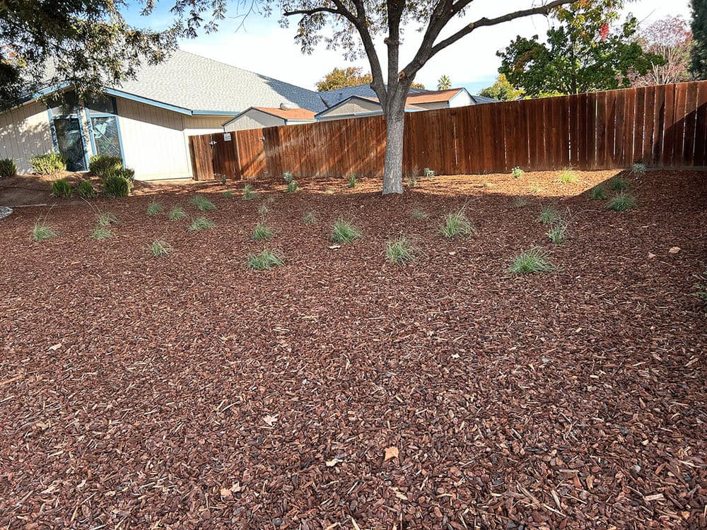 Landscaped yard with mulch, grasses, and a tree near a wooden fence and houses.