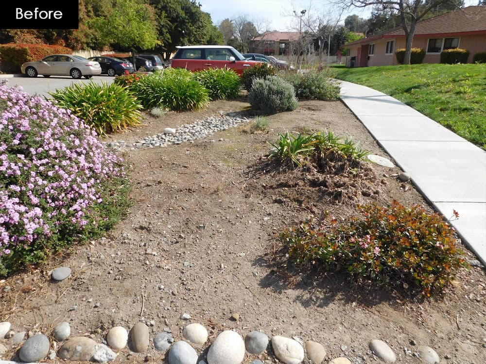 Before landscaping transformation showing dry, patchy garden area with few plants and rocks.