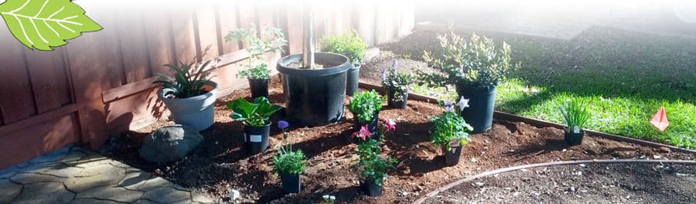 Garden bed with potted plants, soil preparation, and bright greenery in a sunny outdoor setting.