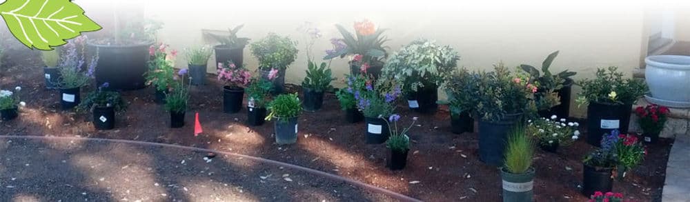 Garden display featuring a variety of potted plants and flowers in vibrant colors.
