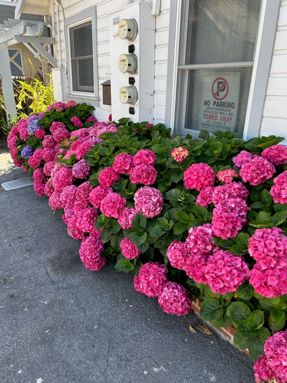 Vibrant pink hydrangea flowers lining a building with parking signs and utility meters.