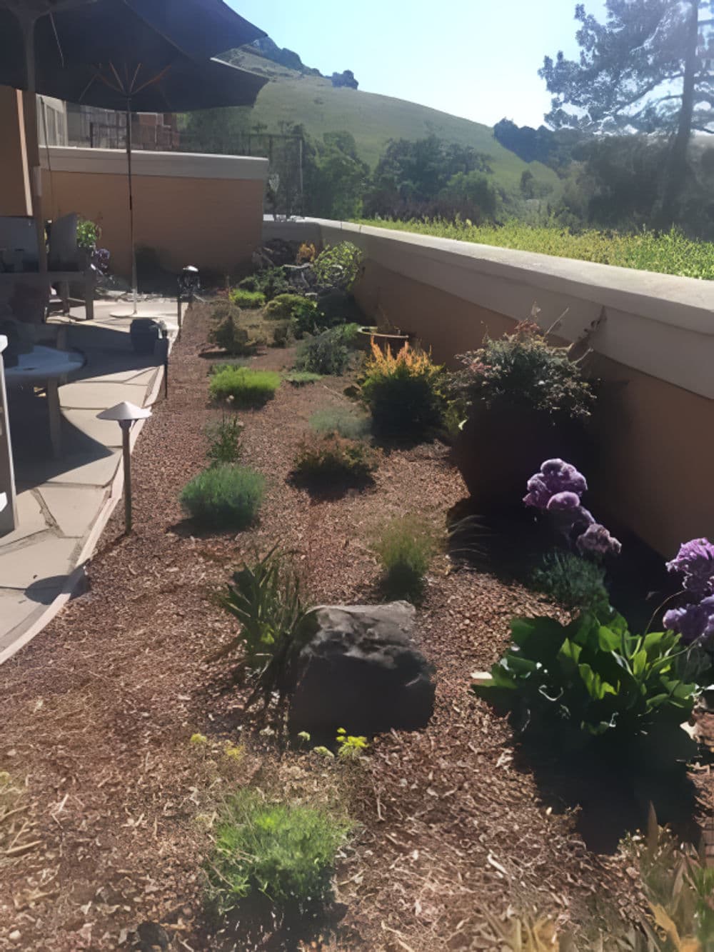 Lush garden walkway with various plants, rocks, and a sunny hillside in the background.